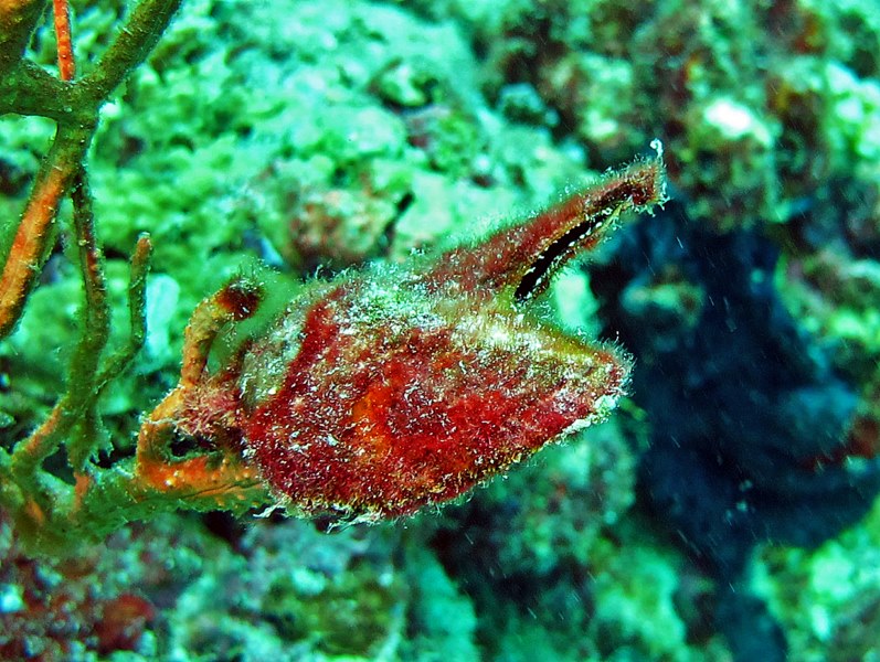 Una tenaglia in fondo al mare